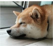 リラックスして横たわる茶色の柴犬
