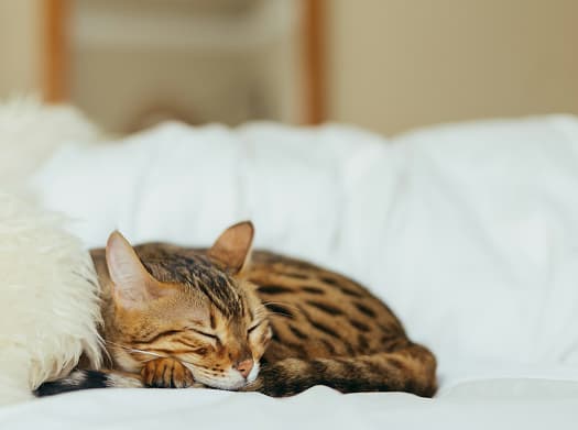 茶トラの猫