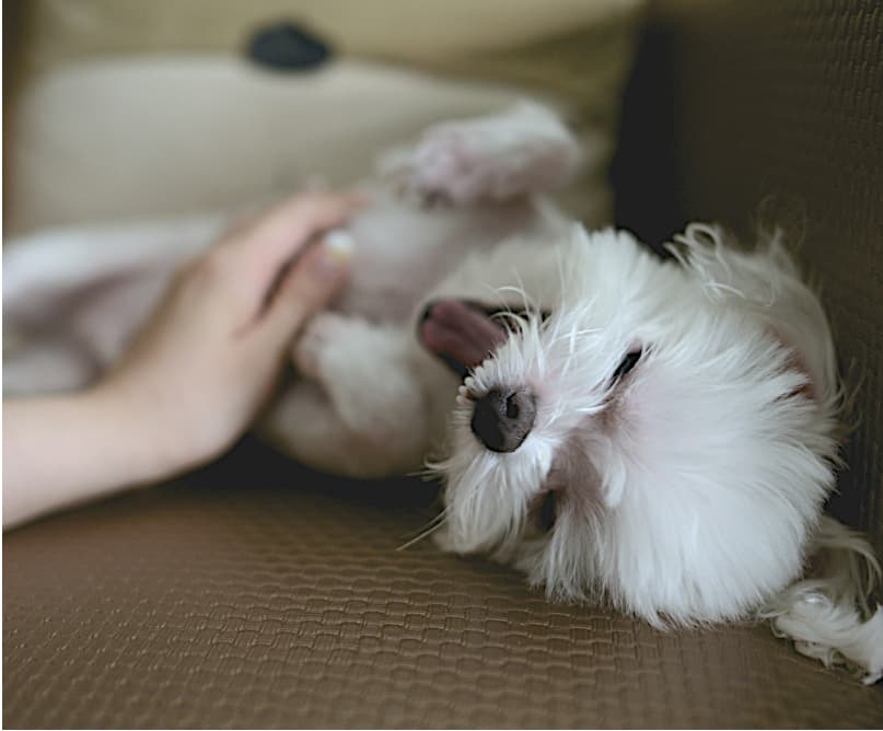 小さな白い犬を撫でる手